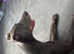 Staffy/greyhound