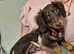 Miniature dachshund,long haired boy.