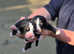 Bernese Mountains Puppies
