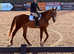 17h Irish sports gelding