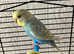 2 budgies and cage