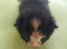 Four beautiful kittens. The first babies of the kitten. Very healthy