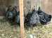 Silver Laced Wyandotte female pullets for sale