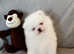 Amazing rare white high class Pom puppies for sale