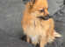 3 year old pomeranian girl.