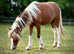 Stunning Yearling Show Filly