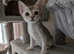 Singapura kittens