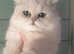 Beautiful Pedigree Chinchilla Persian Kitten.