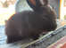 8 week old baby harlequin cross rabbit