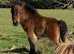 Registered miniature Shetland colt