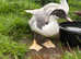 Muscovy Drake hatched 26th July
