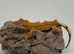 Baby crested gecko- broken pinstripe
