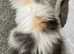 BRITISH LONGHAIR KITTENS 4 AVAILABLE