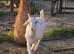 Lovely young male wether goat for sale