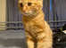1 year old ginger male cat for sale
