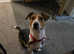 Jack Russell X.