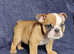Top quality kc registered English Bulldogs