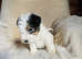 Fox terrier puppies for sale