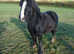 Cob Gelding 11.3 hh
