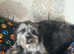 Beautiful pomapoo puppies available next week