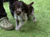 German wirehaired pointer puppies