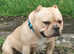 Male American Bully pocket Abkc adult