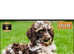 Xxs multipoo baby's for sale