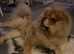 Female chow chow