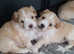 Adorable maltipoos for sale