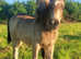 14.2hh Buckskin American Quarter Horse x Welsh Cob Broodmare