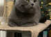 Cat rehome, as I'm allergic to her and my health is in danger