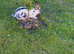 Beautiful English spots female rabbit