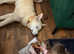 Alaskan malamute x Haskita in Waterlooville