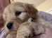 3rd generation toy labradoodles