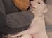 Adorable White Staffordshire x Cane Corso Puppy for Sale
