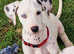 Pedigree KC Registered Dalmatian Puppies