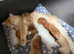 GCCF Registered British Longhair and Shorthair Chocolate and Black Golden Kittens