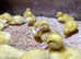 Day old female Aylesbury ducklings