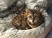 Female Bengal