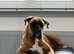 4 girs boxer