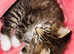 Scottich longhair breed