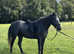 Beautiful Connemara Mare