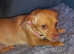 Girl Chihuahua x for sale