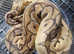 Royal python.clown male