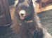Arctic Spitz Pomsky Pomeranian x Husky