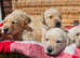 Super litter of red/yellow pups.