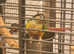 Last years conures for sale