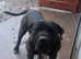 Presa puppy