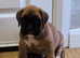 Boxer Puppies Ready Soon