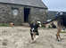 Sheepdog x